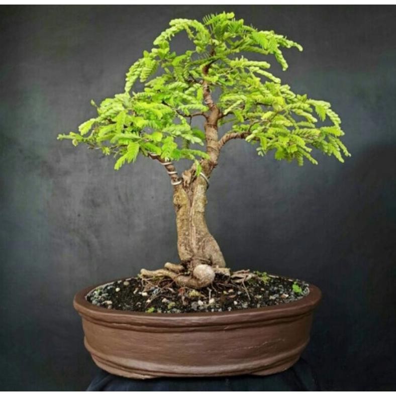 Tanaman Hias Tanaman Bonsai Asem Jawa Siap Pajang - Savanan Bonsai