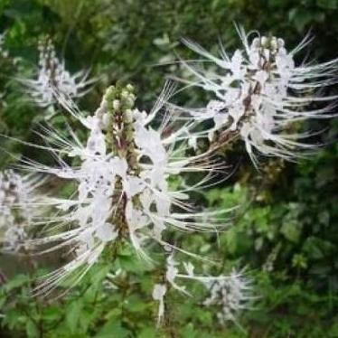 

Terlaris Kumis Kucing, Bibit Tanaman Kumis Kucing, Tanaman Herbal Kumis Kucing