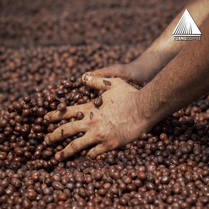 

ready stock Roasted Bean Arabica Natural Tuang Coffee