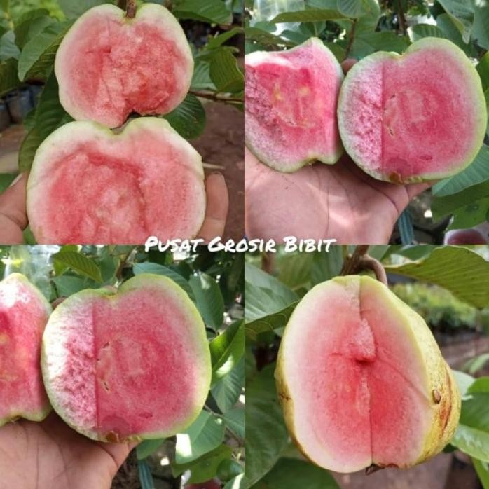 

Terlaris Bibit Jambu Kristal Merah Tanpa Biji