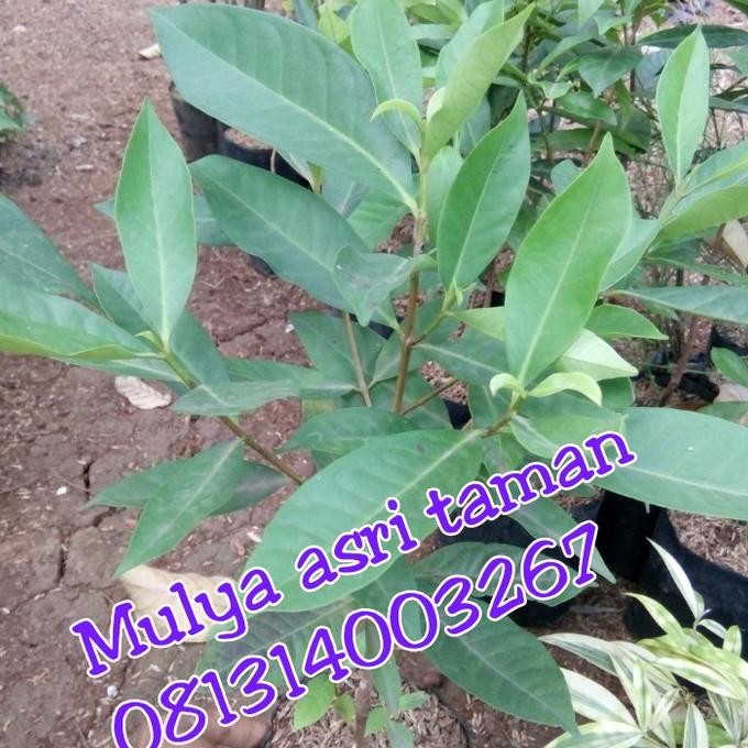 

Terlaris Gg Da Pohon Salam/Tanaman Daun Salam/Bibit Pohon Salam/Bibit Tanaman Salam