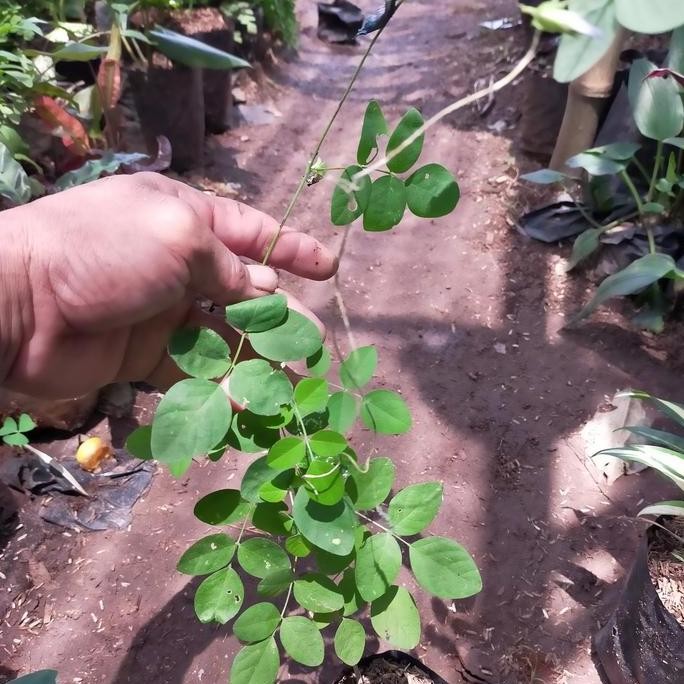 

Terlaris Tanaman Herbal Teleng