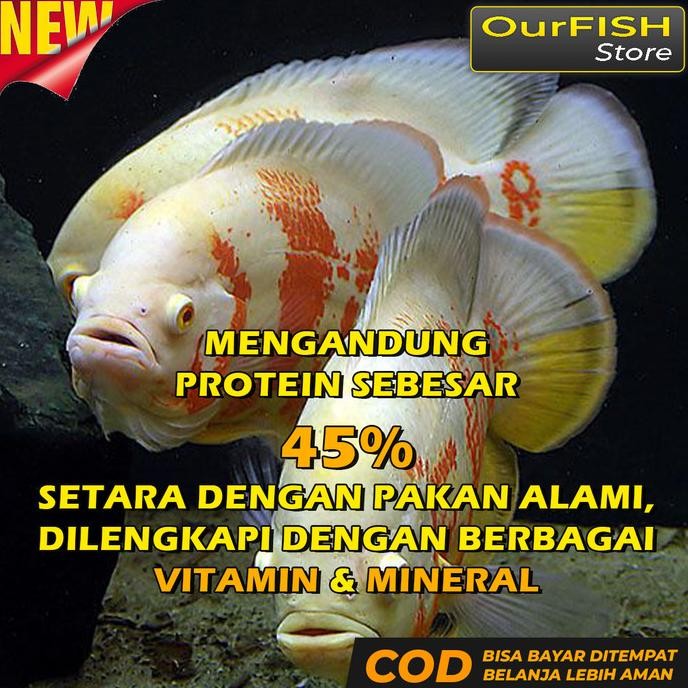 

Terlaris Pakan Ikan Oscar Pelet Makanan Oscar Premium Oscar Tiger Albino Batik Paris Tembaga Slayer Redoscar