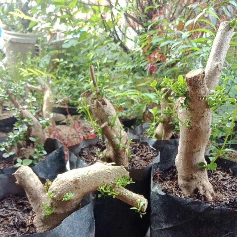 Tanaman Hias Bahan Bonsai Sancang Ori Dongkelan Prokar Bonus Stekan - Savanan Bonsai