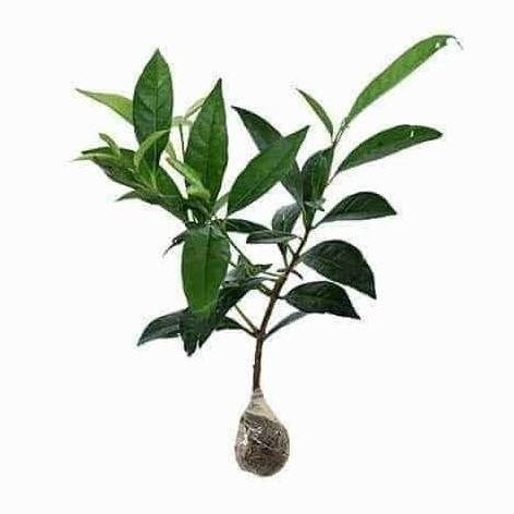 

Terlaris Fresh Bibit Tanaman Daun Salam Bibit Salam Bumbu Masak Murah
