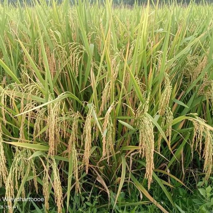 

Terlaris Benih Padi Mustajab 5Kg Super