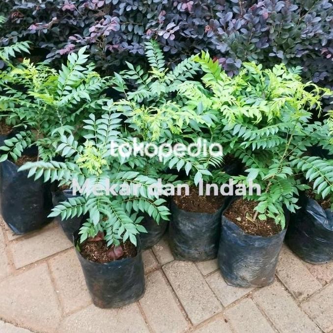 

Terlaris Bibit Pohon Daun Kari, Salam Koja/ Tanaman Salam Koja, Daun Kare