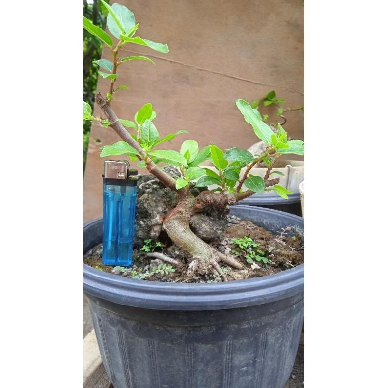 Tanaman Hias Bahan Bonsai Loa Otr - Savanan Bonsai