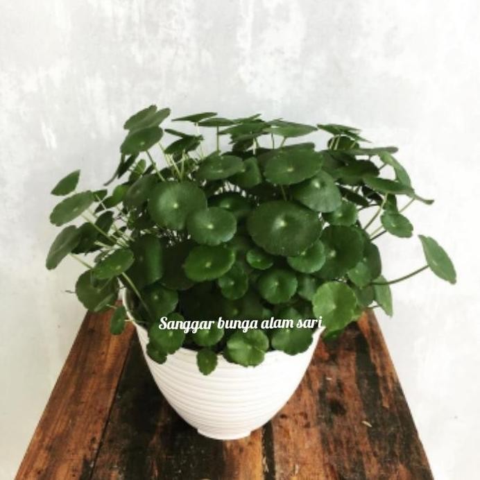 

Terlaris Tanaman Herbal Pegagan + Pot Puti