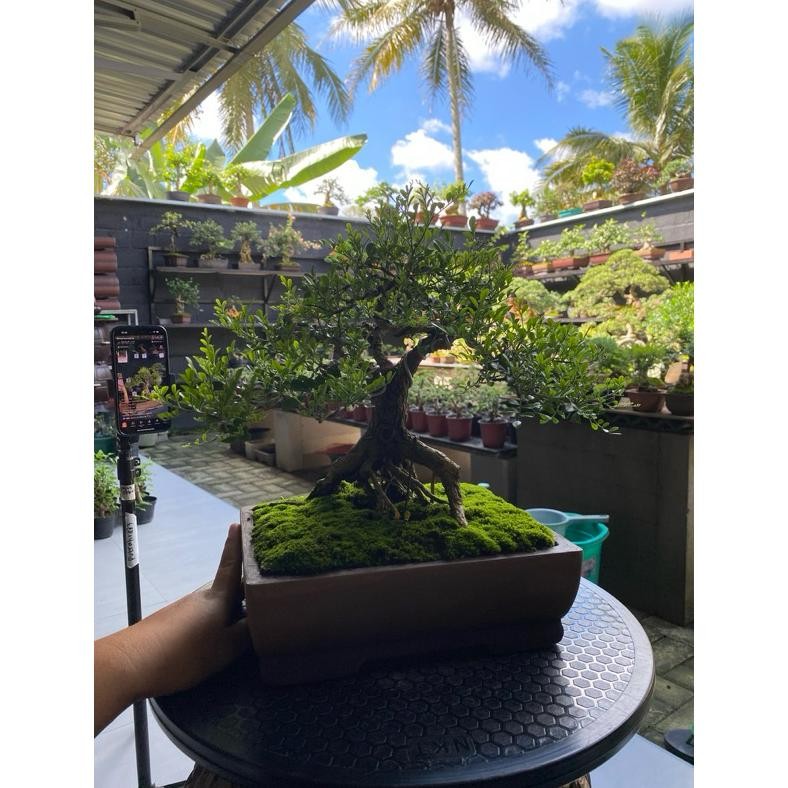 Tanaman Hias Bonsai Kemuning Micro - Savanan Bonsai