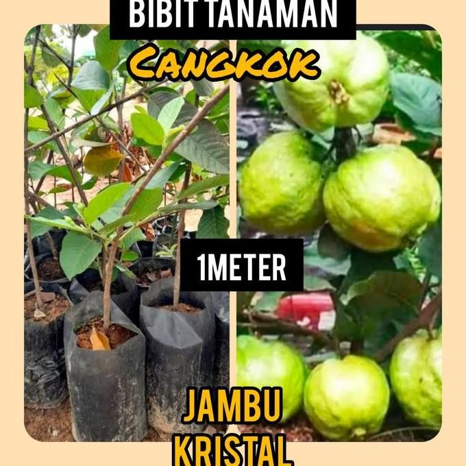 

Terlaris Bibit Jambu Kristal Cangkok 1 Meter Siap Berbuah