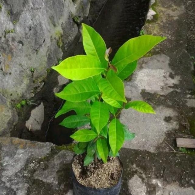 

Terlaris Bibit Tanaman Daun Salam Rempah