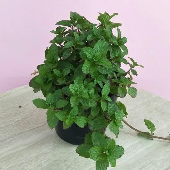 

Terlaris Cod Bibit Tanaman Hias Herbal Daun Mint Papermint-Menth Tabtsi 3295Jx