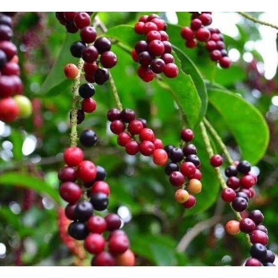 

Terlaris Tukuyuu 3 Bibit Daun Salam Kualitas Unggul Super Murah Bibit Salam Bibit Tanaman Herbal
