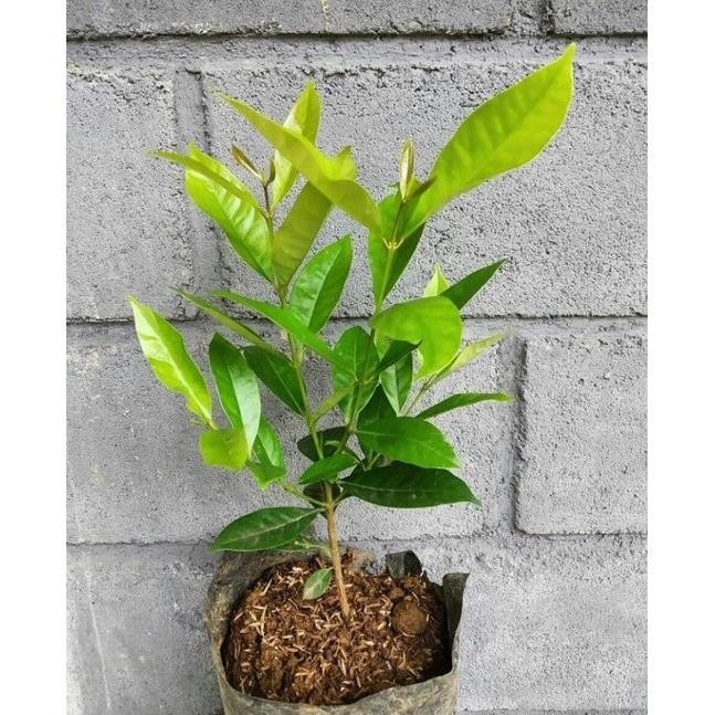 

Terlaris Bibit Daun Salam / Bibit Salam