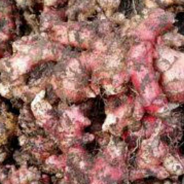 

Terlaris Bibit Jahe Merah Super 1 Kg