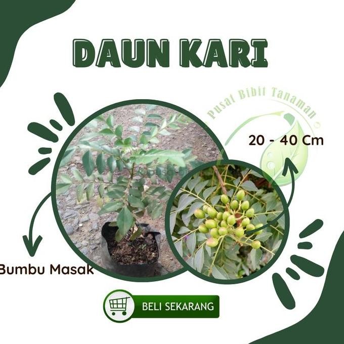 

Terlaris Bibit Tanaman Daun Kari Salam Koja Bumbu Masak Asli Hidup 20 - 40Cm Kualitas Terbaik