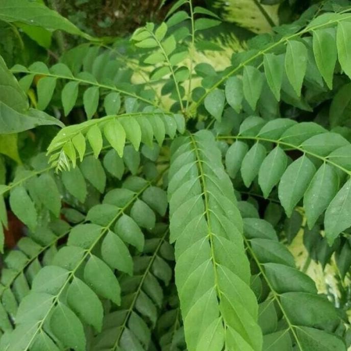 

Terlaris Bibit Daun Kari (Salam Koja) Bljvcr 1159Cy