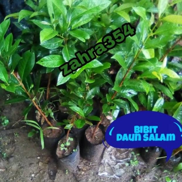 

Terlaris Ready Bibit Daun Salam Tinggi 60Cm