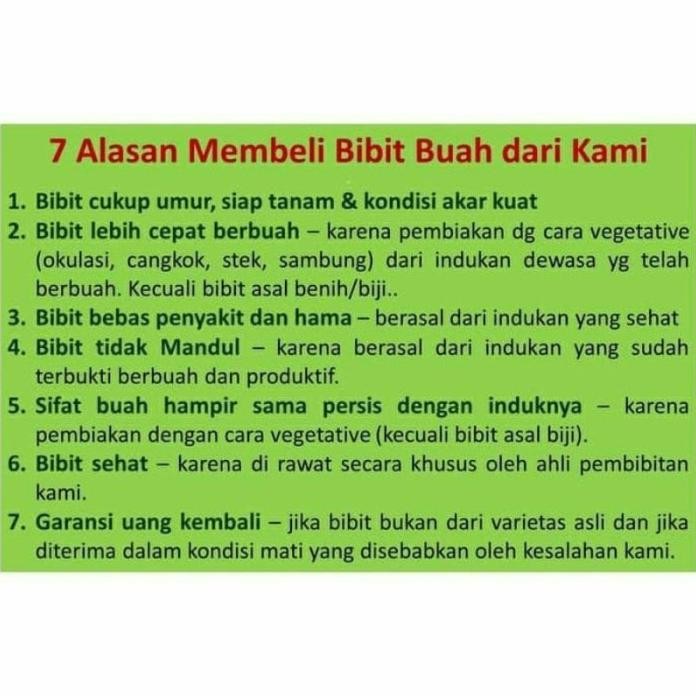 

Terlaris Bibit Daun Salam Untuk Bumbu Dapur Super Unggul