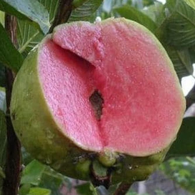 

Terlaris @_# Bibit Tanaman Buah Jambu Sukun Merah Kw Import