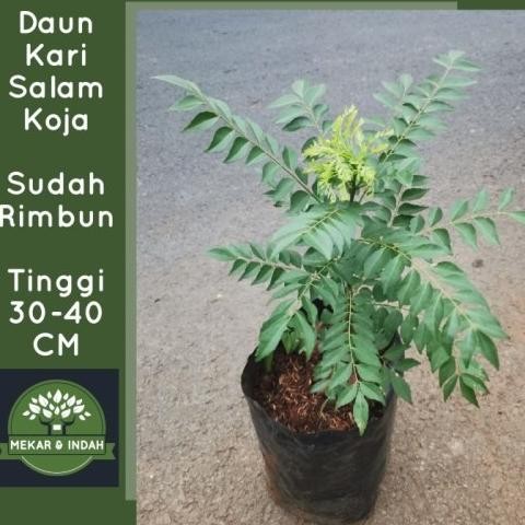 

Terlaris Best Bibit Pohon Daun Kari Salam Koja Tanaman Koja Kare
