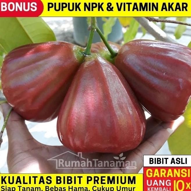 

Terlaris Bibit Tanaman Buah Jambu Air Dalhari Unggul, Murah, Bergaransi