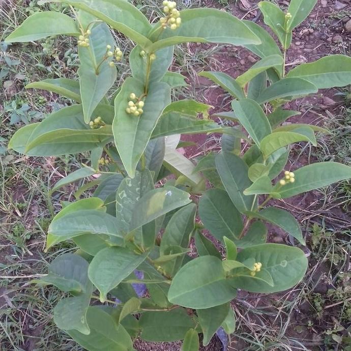 

Terlaris Bibit Tanaman Buah Jambu Kancing Berbunga