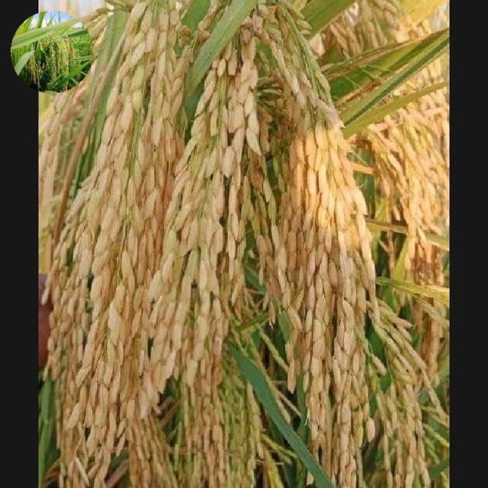 

Terlaris Benih Bibit Padi Padaherang 02 5Kg