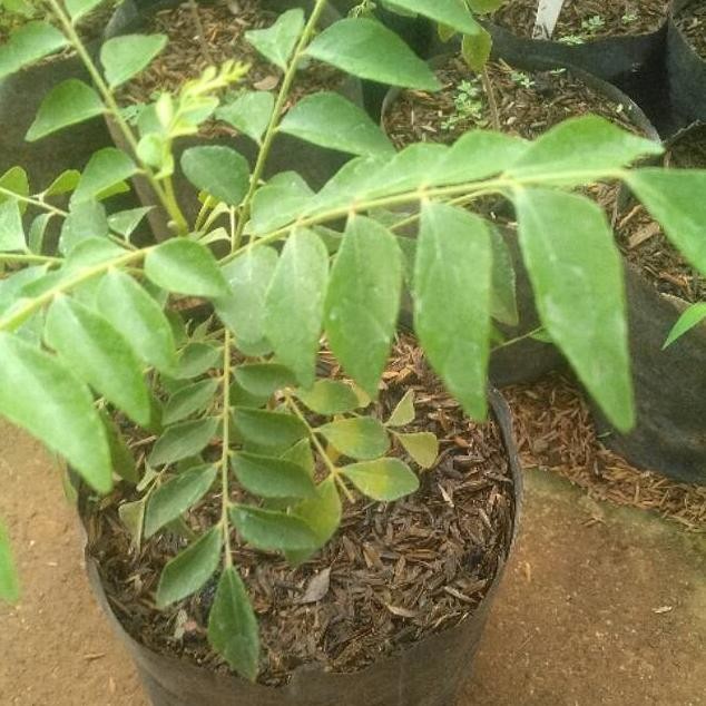 

Terlaris Tanaman Herbal Salam Koja | Bibit Tanaman Herbal Daun Kari