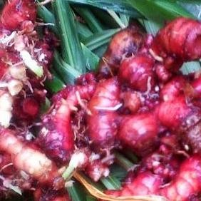 

Terlaris Bibit Jahe Merah Unggul