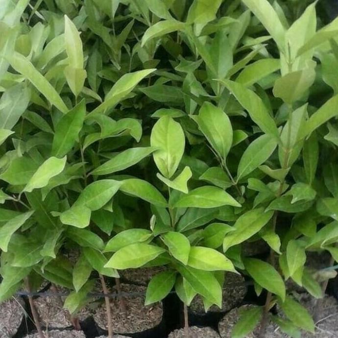 

Terlaris Bibit Daun Salam Bumbu Dapur 1 Paket Isi 10 Ad