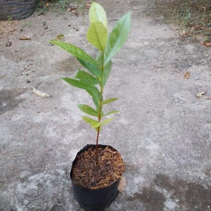 

Terlaris Terlaris!! Bibit Tanaman Daun Salam Bumbu Rempah Siap Tanam Best