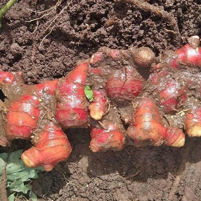

Terlaris Bibit Pohon Tanaman Jahe Merah/Zingiber Officinale Murah Berkualitas