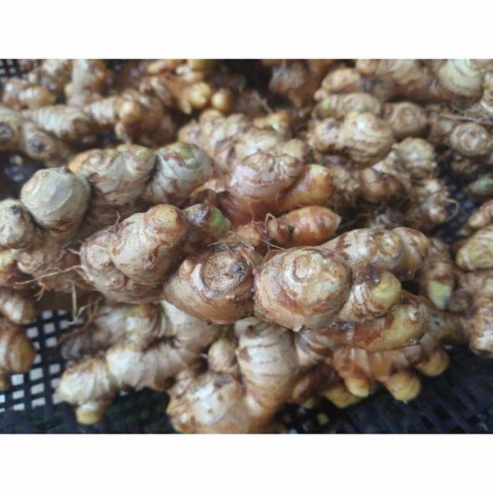 

Terlaris 1 Kg Bibit Jahe Emprit Segar