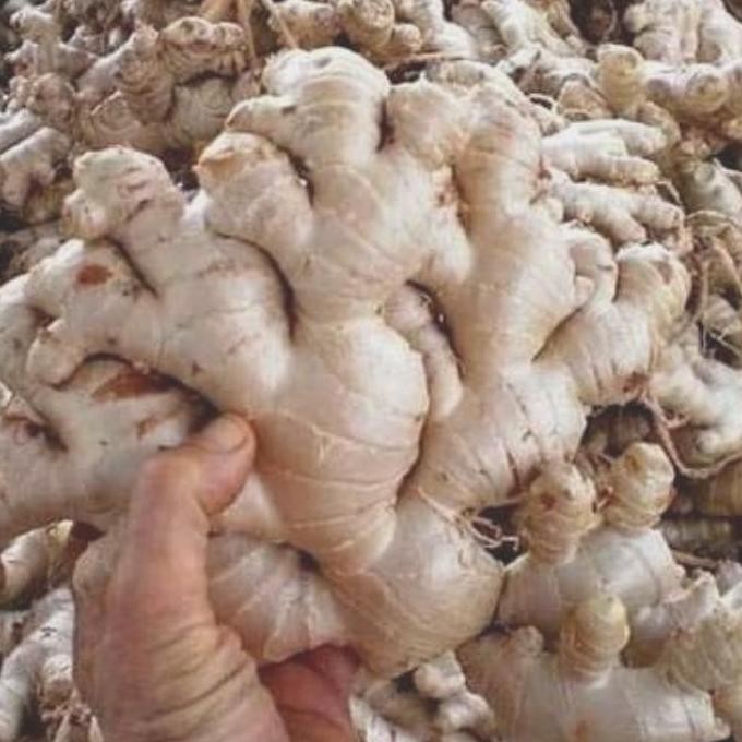 

Terlaris Bibit Jahe Emprit Dan Gajah Banyak Manfaat 1 Paket Isi 10 Ad