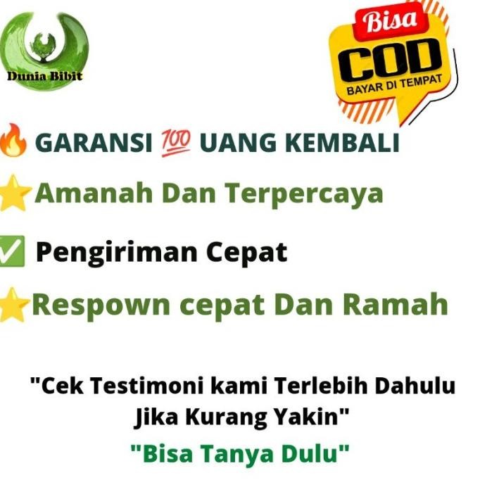 

Terlaris Bibit Daun Salam Tinggi 40 Cm Esfnyi 6548At