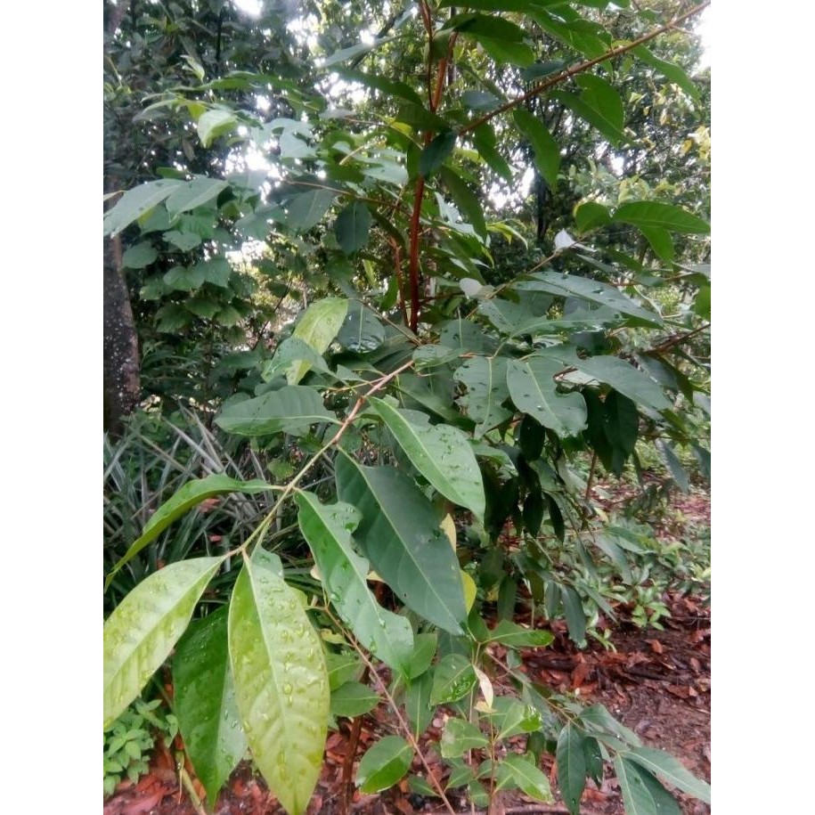 

Terlaris Terlaris Bibit Daun Salam Ready Stock