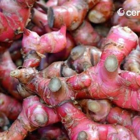

Terlaris Bibit Jahe Merah Super 3 Biji