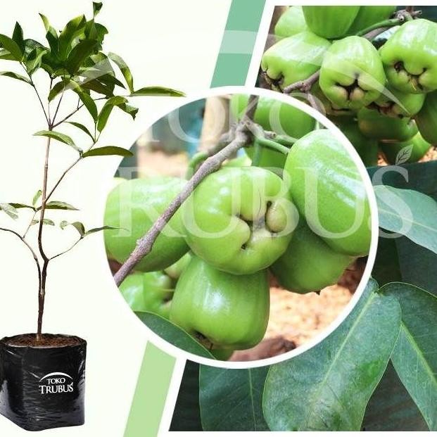 

Terlaris Bibit Jambu Air Khiojok