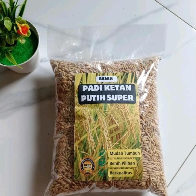 

Terlaris Benih Padi Ketan Putih Grendel Unggul Berkwalitas 5 Kg Grosir