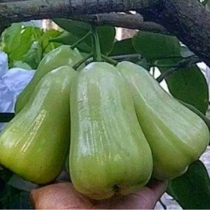 

Terlaris Bibit Tanaman Jambu Madu Deli Asli Okulasi Valid Siap Dipesan