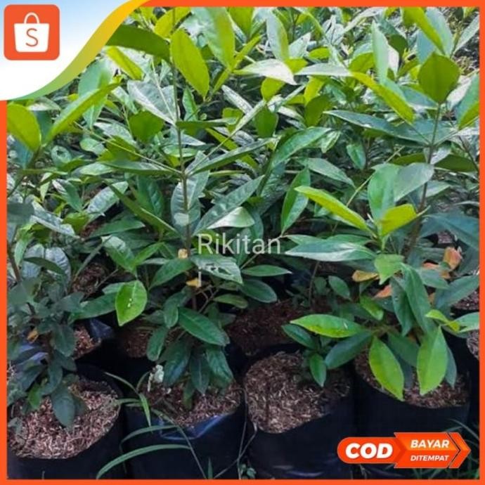 

Terlaris Bibit Daun Salam Sudah Rimbun Harga Termurah Kowrdu 9779Ce