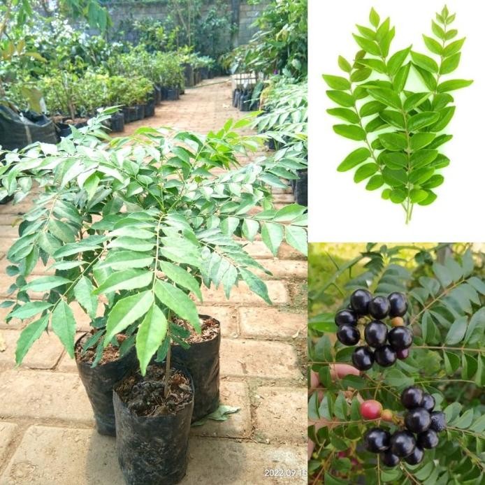 

Terlaris Bibit Daun Kare / Buah Kare / Daun Kari / Salam Koja Bum Fzdmbu 0578Xp