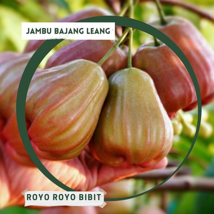 

Terlaris Bibit Jambu Air Bajang Leang Unggul