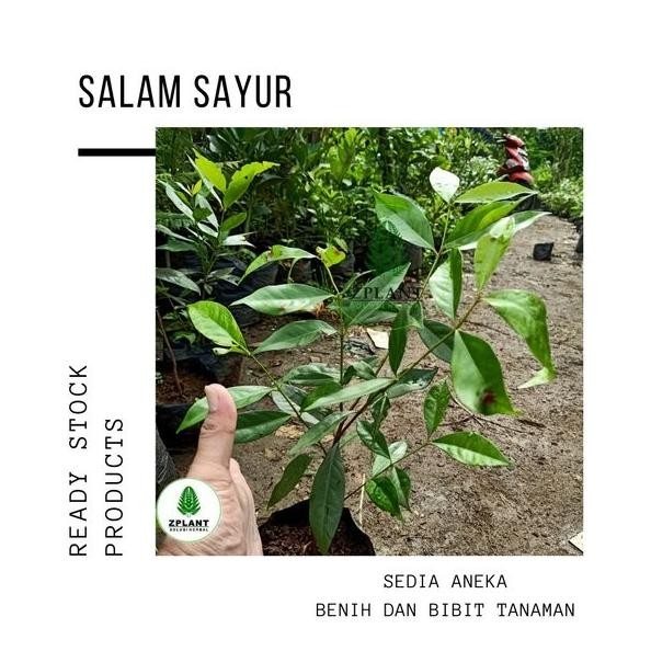 

Terlaris Bibit Daun Salam - Salam Sayur - Herbal