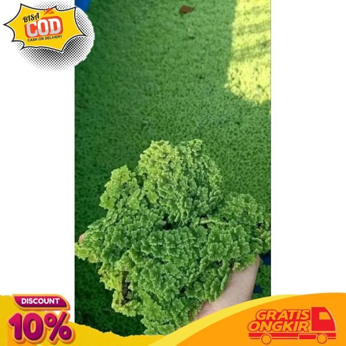 

TODAY (1KG) INDUKAN AZOLLA AZOLA SUPER BERGARANSI MAJELA CITRA