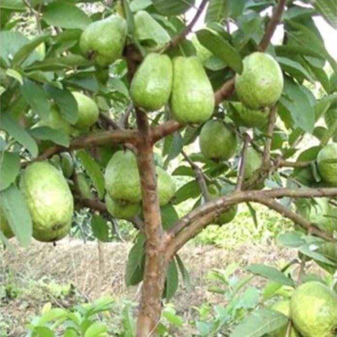 

Terlaris Bibit Jambu Sukun Merah Cangkok Super Cepat Berbuah Barlka 3100Kb