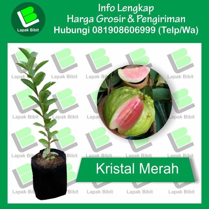 

Terlaris Bibit Jambu Kristal Merah Tinggi 50 S/D 100 Cm