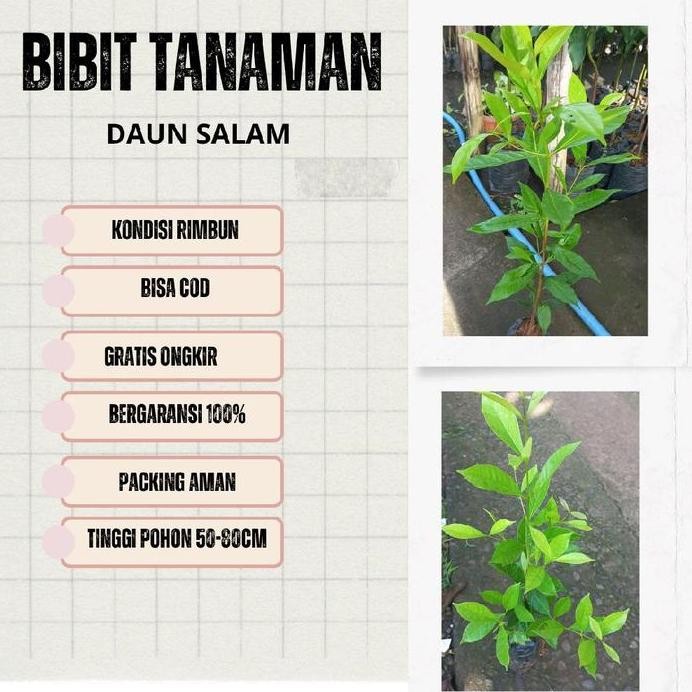 

Terlaris 4 Bibit Daun Salam Bumbu Dapur Benih